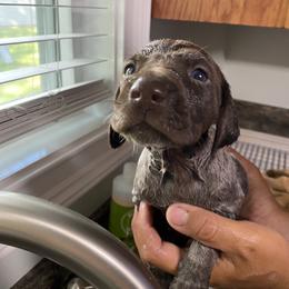 Pink Girl - Liver roan German Shorthaired Pointer puppy in South Carolina from One Shot Shorthairs