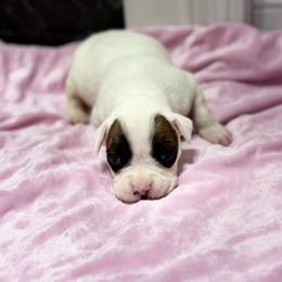 Girl 5 - White female Boxer puppy in Prestonsburg, Kentucky from Bre’s Boxers
