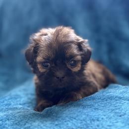 AKC Cupcake - Sable female Shih Tzu puppy in Paintsville, Kentucky from Molly B's ShihTzus