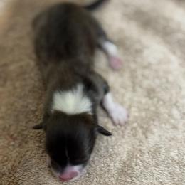 Pixie - Blue female Pembroke Welsh Corgi puppy in Nortonville, Kansas from Low Riders Corgis & Mini Aussies