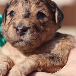 Mateo - Merle male Goldendoodle puppy in Forney, Texas from Diamond Doodle Pups and Poodles