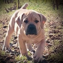 Boy 2 - Cream Boerboel puppy in Naples, New York from Freedom Boerboels LLC
