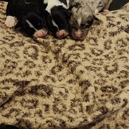 Miniature Australian Shepherd Puppies from Carter's Cuties