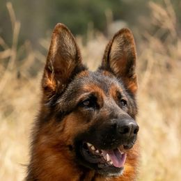German Shepherds from Chaotis German Shepherds