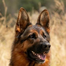 German Shepherds from Chaotis German Shepherds