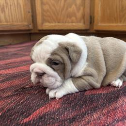 Bulldog Puppies from Snuggle Pups
