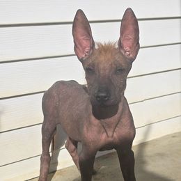 Zeus - Fawn male Xoloitzcuintli puppy in Ethridge, Tennessee from Royalty Reigns Xolos