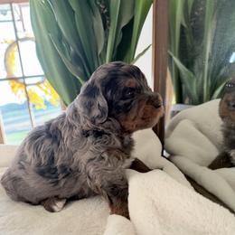 White Boy - Blue merle male Bernedoodle puppy in Fort Gibson, Oklahoma from Waggle Doodles