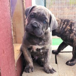 Aldo - Gray brindle male Cane Corso puppy in Nashville, Tennessee from Prestigious K9