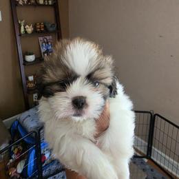 Shih Tzu Puppies from ROYAL SHIHTZUS