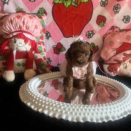 Assorted Doodle Crosses, Maltese, and Poodle Puppies from House of Poodles