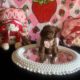 Assorted Doodle Crosses, Maltese, and Poodle Puppies from House of Poodles