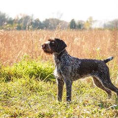 Bracco Italiano and German Wirehaired Pointer All Grown Up from Claddagh Kennel