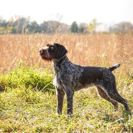 Bracco Italiano and German Wirehaired Pointer All Grown Up from Claddagh Kennel