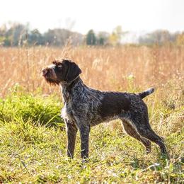 Bracco Italiano and German Wirehaired Pointer All Grown Up from Claddagh Kennel