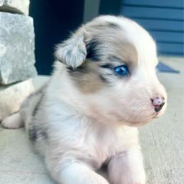 Biscuit - Blue merle female Australian Shepherd puppy in Loda, Illinois from Pilcher Farms