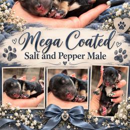 Toby - Salt and pepper male Miniature Schnauzer puppy in Magalia, California from NorCal Schnauzers