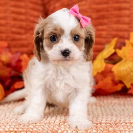 Cavapoo, Cockapoo, Maltipoo, and Poodle Puppies from My Doodle Puppy