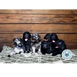 Goldendoodle Puppies from Hancock Place