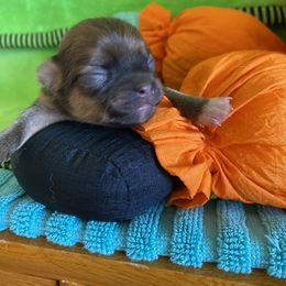 Boy 2 - Chocolate and white male Chihuahua puppy in Red Bluff, California from Aye Chihuahua