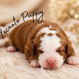 Coming Soon - Yellow and white male Bernedoodle puppy in Lecanto, Florida from Lecanto Puppy
