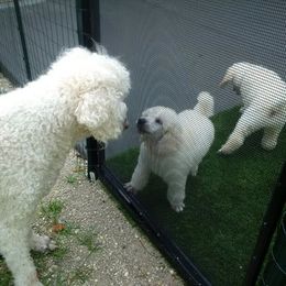 Poodle Puppies from Magnificent Standards