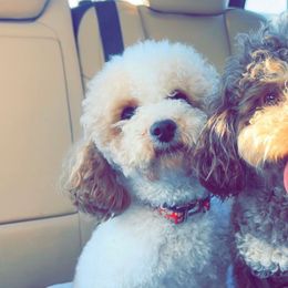 Chip - Parti male Poodle puppy in Elizabethtown, Kentucky from Reddy Poodles & Doodles