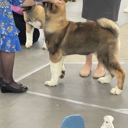 Akita and Portuguese Water Dog Puppies from Cades Akitas