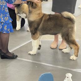 Akita and Portuguese Water Dog Puppies from Cades Akitas