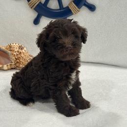 Luna Male 2 Mega Coat - Liver male Miniature Schnauzer puppy in Pageland, South Carolina from New Haven Farms