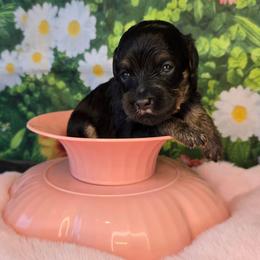 Venus - Black tri-color female Aussiedoodle puppy in Prescott Valley, Arizona from Ramirez Family Doodles
