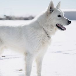 Tank - Berger Blanc Suisse
