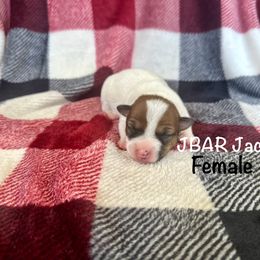 Female - Tri-color female Jack Russell Terrier puppy in Bedias, Texas from JBar Jacks