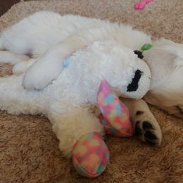 Golden Retriever Puppies from White Valley Goldens