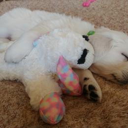 Golden Retriever Puppies from White Valley Goldens