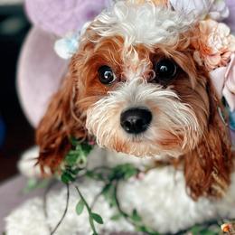 Starlight - Cavapoo