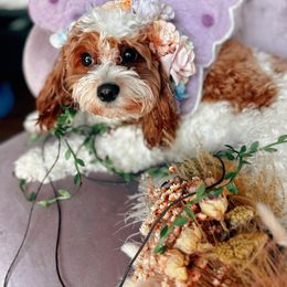 Starlight - Cavapoo