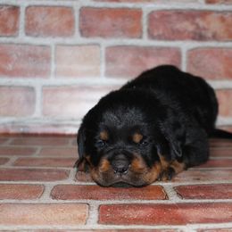 Purple - Black and mahogany female Rottweiler puppy in Grass Valley, California from Vom Haus Flores