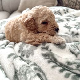 Goldendoodle Puppies from Dolly Doodle’s Doodles