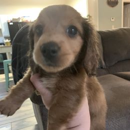 Dachshund Puppies from Sugar Creek Mini Doxies
