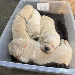 Boy 1 - male Golden Retriever puppy in Osceola, Iowa from Healing Hearts Therapy Goldens