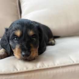Prince - Black and tan male Dachshund puppy in Massies Mill, Virginia from Pigeon Hill Dachshunds