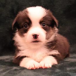 Hershey - Black and tan male Pembroke Welsh Corgi puppy in Arcanum, Ohio from Weissway Corgis