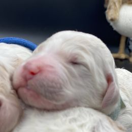 Bernedoodle and Goldendoodle Puppies from Central Florida Bernedoodles