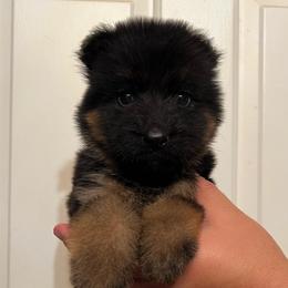 Bruce - Black and red male German Shepherd puppy in Quartz Hill, California from Von Gonzalez Kennel