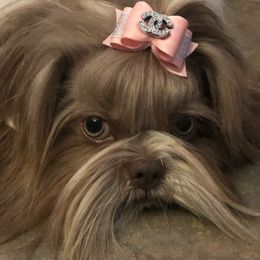 Nellie - Shih Tzu