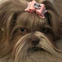 Nellie - Shih Tzu