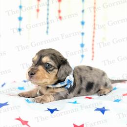 Spark - Dapple male Dachshund puppy in Greenville, North Carolina from The Gorman Farms