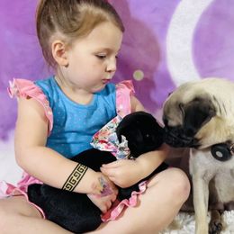 Pug Puppies from Lindsay’s Cenla Pugs!