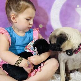 Pug Puppies from Lindsay’s Cenla Pugs!
